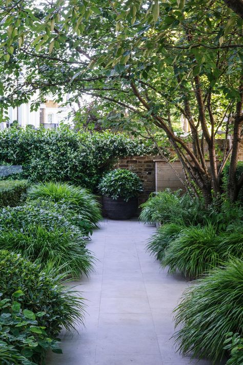 Courtyard Plants, Vertical Planting, Minimalist Garden, London Garden, Patio Garden Design, Modern Garden Design, Side Garden, Native Garden, City Garden