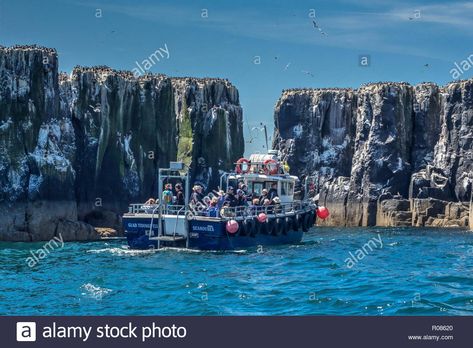 Download this stock image: The boats on the farne islands - R08620 from Alamy's library of millions of high resolution stock photos, illustrations and vectors. Farne Islands, Birds In The Sky, Sea Birds, Sealife, On Board, Newcastle, New York Skyline, Poster Wall Art, Boats