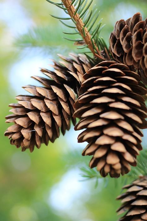 Free stock photo: Pinecones, Pine, Pinecone, Fall - Free Image on ... Pine Cone Photography, Pinecone Photo, Pinecone Photography, Pine Branches, Pine Cone Crafts, Close Up Photography, Airbrush Art, Tree Leaves, Seed Pods