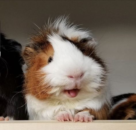 Guinea Pig, Guinea Pigs, Pigs, The First, Animals, White