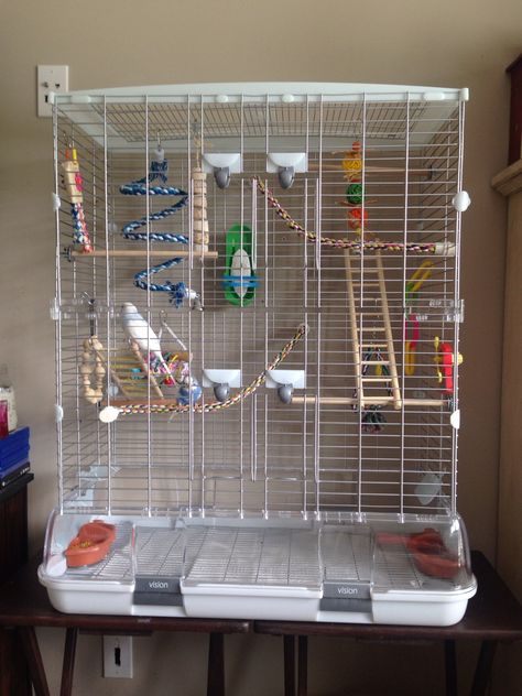 My babies got a new cage today!! It is the Vision L12 cage and it is perfect. I have really been wanting to get them a bigger cage for awhile, they were previously in a smaller cage that I did feel was big enough for them so new cage it is!!! I also will hopefully be getting my cockatiel and green cheek new cages but they will probably have to wait a bit. Cute Bird Cage Ideas, Lovebird Cage Setup, Parakeet Cage Ideas Budgies, Conure Cage Setup Ideas, Green Cheek Conure Cage Setup, Cockatiel Cage Setup, Budgie Cage Ideas, Bird Cage Setup, Budgie Cage Setup