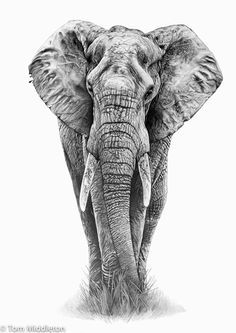 Elephant                                                                                                                                                                                 Mehr Elephant Sketch, Elephant Photography, Elephant Tattoo Design, Elephants Photos, Elephant Drawing, Elephant Tattoo, Elephant Painting, Elephant Tattoos, Elephant Love