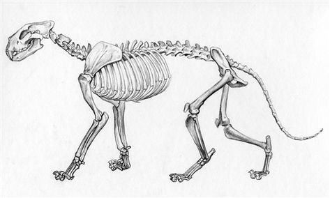 Skeleton Tiger Lion Skeleton, Lion Anatomy, Feline Anatomy, Animal Skeleton, Tiger Skull, Skeleton Anatomy, Skeleton Drawings, Cat Anatomy, Animal Skeletons