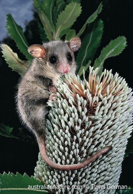 Eastern Pygmy Possum Australian Possum, Pygmy Possum, Australian Mammals, Australian Fauna, Australia Animals, Australian Native Plants, Australian Wildlife, Australian Birds, Unusual Animals