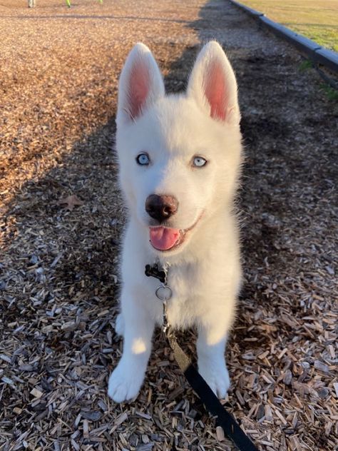 White Dog Blue Eyes, Blue Eyed Puppy, Husky Dogs Blue Eyes, White Husky With Blue Eyes, All White Husky, Dogs With Blue Eyes, Blue Eyed Husky, White Husky Puppy, Blue Eyes Baby