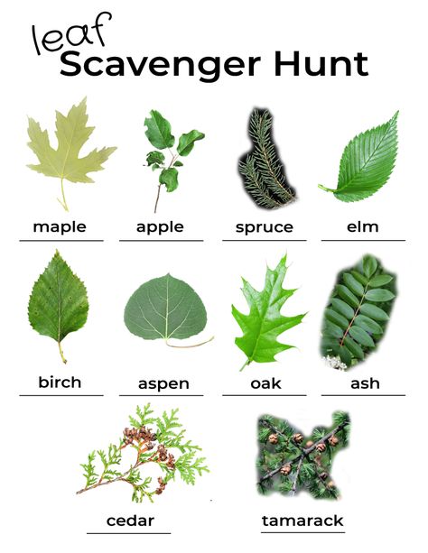 Leaf Scavenger Hunt, Leaf Hunt, Scavenger Hunt List, Leaf Identification, Back To Work, A To Z, Scavenger Hunt, Cactus Plants, Start Up