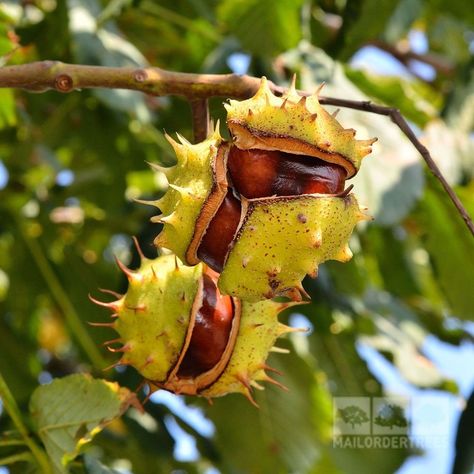 Horse Chestnut Horse Chestnut Tree, Horse Chestnut Trees, Chestnut Tree, Horse Chestnut, Maple Trees, Chestnut Trees, Japanese Maple Tree, Specimen Trees, Cicely Mary Barker