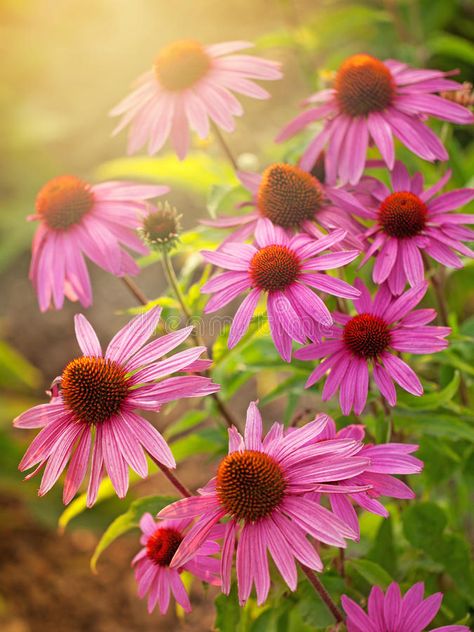 Echinacea Tea Benefits, Echinacea Plant, South African Flowers, Echinacea Flower, Echinacea Tea, Flower Image, Echinacea Purpurea, African Flowers, Plant Aesthetic