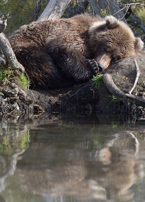 Bear Photos, Peaceful Sleep, Bear Pictures, Bear Art, Grizzly Bear, Wildlife Animals, Woodland Creatures, Nap Time, Nature Animals