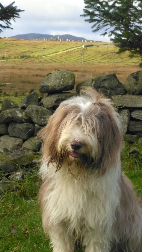 Bearded Collie Puppies, English Dogs, Every Dog Breed, Sheep Dog, Dog Haircuts, Tibetan Terrier, Collie Puppies, Bearded Collie, Herding Dogs