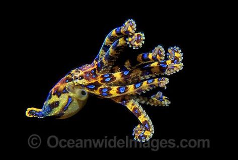 Blue-ringed Octopus photo Real Octopus, Octopus Facts, Octopus Photos, Octopus Species, Giant Pacific Octopus, Deadly Animals, Animal Guides, Dangerous Animals, Beautiful Sea Creatures