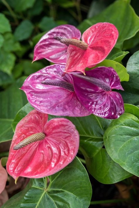 How to grow an Anthurium plant care tips: https://www.houseplant411.com/houseplant/anthurium-plant-how-to-grow-care-flamingo-flower Propagate Anthurium, Anthurium Plant Care, Flamingo Plant, Plant Care Guide, Flowering House Plants, Anthurium Plant, Anthurium Flower, Indoor Flowering Plants, Flower Identification