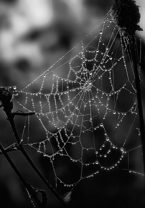 Ray Bilcliff Spider Astetic, Goth Spider Aesthetic, Spider Art Aesthetic, Cobwebs Aesthetic, Cobweb Aesthetic, Spidercore Aesthetic, Spider Aesthetic Dark, Spiders Aesthetic, Spiderweb Photography