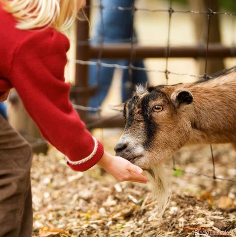 Petting Zoo Farm, Harvest Festivals, Starting A Farm, Zoo Photos, Red Mountain, Strawberry Picking, Pumpkin Patches, Pony Rides, Events Activities