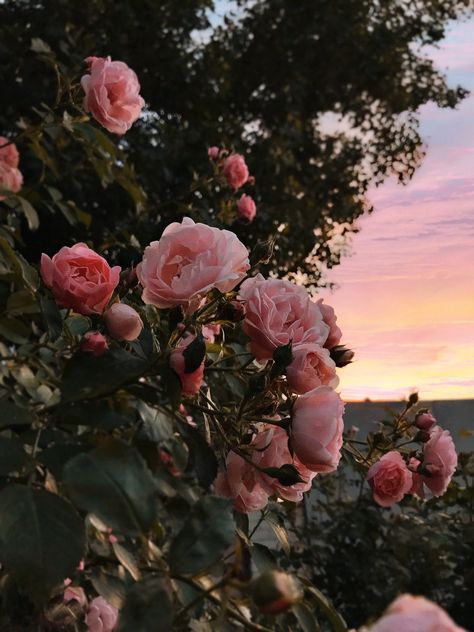 flowers during sunset in the garden Rosé Aesthetic, Nothing But Flowers, Spring Wallpaper, Flower Therapy, City Garden, Fashion Wall Art, Beautiful Landscape Wallpaper, How To Design, Nature Aesthetic