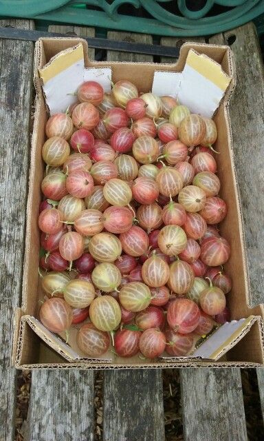 Gooseberry Bush, Homegrown Food, Country Living, Cottage, Red, Quick Saves