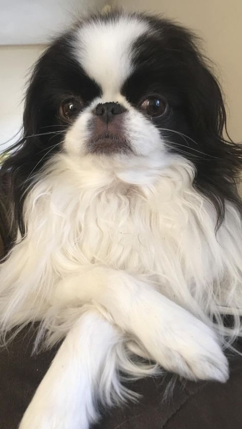 Japanese Tosa Dog, Japanese Chin Puppies, Japanese Raccoon Dog, Chinese Crested Hairless, Chinese Crested Dog Powder Puff, Miss My Dog, Japanese Chin Dog, Japanese Dogs, Japanese Chin