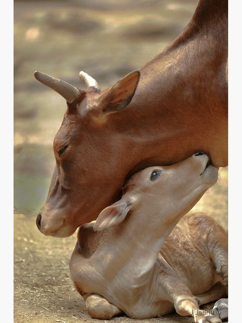 "Mom & Newborn in a Blissful Moment" Greeting Card by jennelleimages | Redbubble Baby Cow, Cow Calf, Baby Cows, Cute Cows, On The Ground, Sweet Animals, Animal Photo, 귀여운 동물, Animals Friends