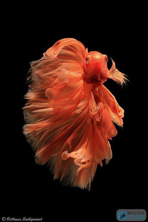 Betta Photography, Fish Beta, Siamese Fish, Betta Aquarium, Pretty Fish, Juicy Orange, Beta Fish, Fish Wallpaper, Underwater Creatures