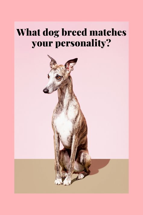 Which Dog Are You, Dog Breed Quiz, Dog Quiz, Dog Match, Unique Dog Breeds, Human Personality, What Kind Of Dog, Scary Dogs, Dog Suit