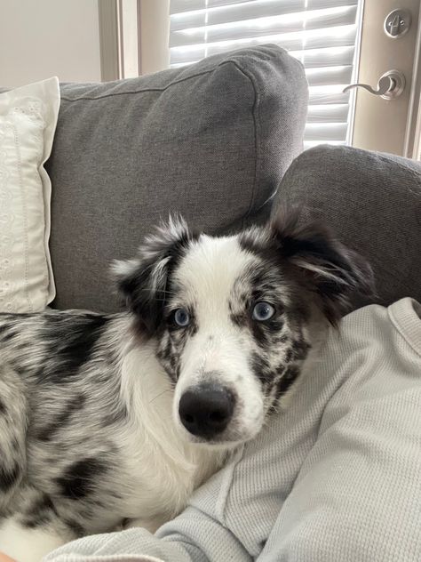 Mini Aussie Blue Merle, Aussie Shepherd Blue Merle, Blue Merle Border Collie Puppy, Australian Shepherd Black And White, Blue Australian Shepherd, Australian Shepherd Merle, Australian Shepherd Aesthetic, Australian Shepherd Colors, Blue Merle Border Collie