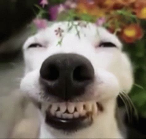 Happy Happy Dog GIF - Happy Happy Dog Dog - Discover & Share GIFs Animated Gif, A Dog, Gif