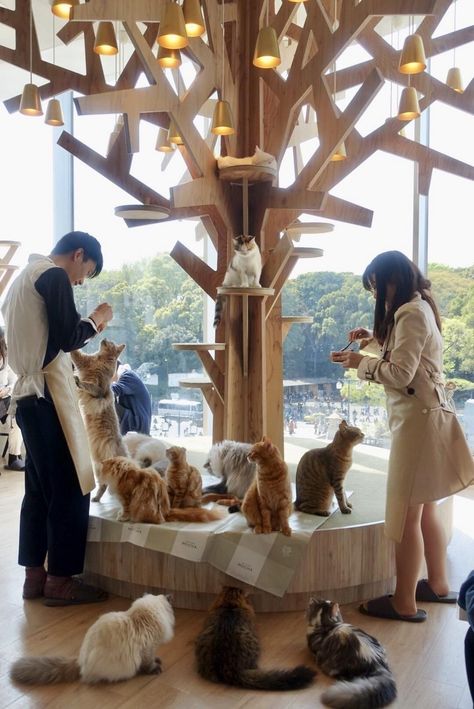 Cat Cafe Ideas, Cat Cafes, Pet Cafe, Cafe Japan, Visiting Japan, Cat Hotel, Cat Sanctuary, Cat Lounge, Kitty Cafe