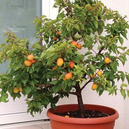 Apricot 'Aprigold'® Miniature Fruit Trees, Indoor Fruit Trees, Bonsai Fruit Tree, Potted Fruit Trees, Bonsai Tree Types, Bonsai Tree Care, Apricot Tree, Patio Trees, Growing Fruit Trees