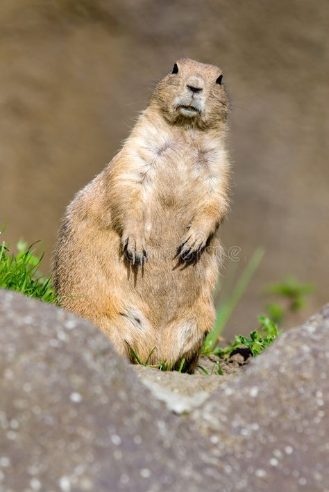 Prairie Dogs, Prairie Dog, Animal Reference, Being Held, Rodents, Faith In Humanity, Dog Pet, Pet Dog, Stock Images Free