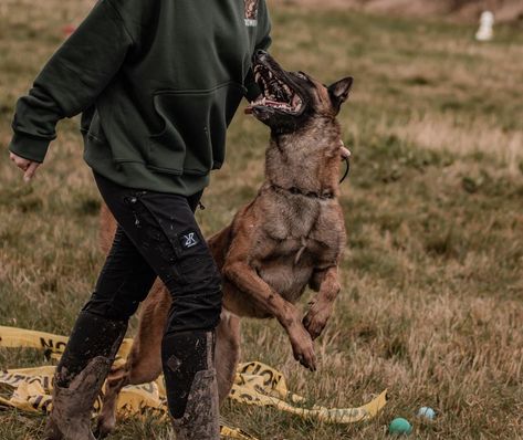 Working Dog Aesthetic, Dog Pfps, Dog Training Aesthetic, Shiloh Shepherd Dog, Protection Dog Training, Training Aesthetic, Berger Malinois, Shiloh Shepherd, Czechoslovakian Wolfdog