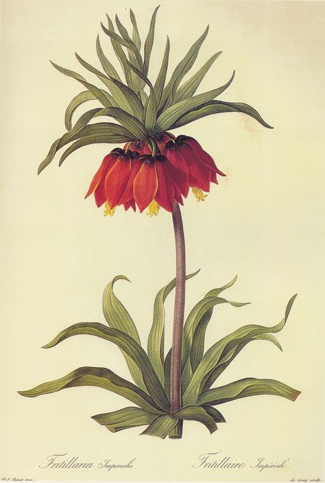 Pierre-Joseph Redoute Fritillaria Imperialis, Hur Man Ritar Blommor, Illustration Botanique, Vintage Botanical Prints, Antique Illustration, Images Vintage, Vintage Botanical, Flower Illustration, Free Illustrations