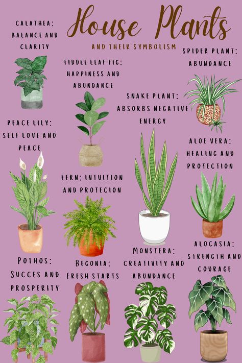 Plants For Good Energy Home, Plants For Happiness, Different Plants And Their Meanings, House Plants And Their Benefits, Plants For Good Air Quality, Type Of Plants Houseplant, Best House Plants For Air Quality, Plants And Spirituality, Plants For Apartments