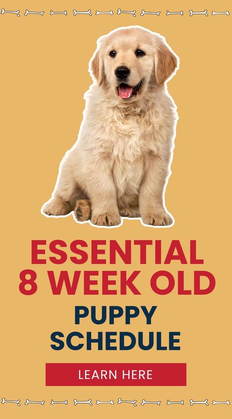 Wondering what to teach your 8-week-old puppy? This essential schedule covers everything from feeding to potty training. Get your pup on the right track from day one! Puppy Routine Schedule 8 Weeks, Potty Training Schedule For Puppies, 8 Week Old Puppy Training, New Puppy Routine, Best Way To Potty Train A Puppy, 8 Week Puppy Schedule, Puppy Sleep Schedule, Puppy Tips Life Hacks, Puppy Routine Schedule