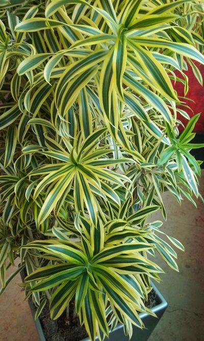 Indoor Tropical Plants, Tropical House Plants, نباتات منزلية, Inside Plants, Plant Decor Indoor, Interior Plants, Plant Photography, House Plants Decor, House Plant Care