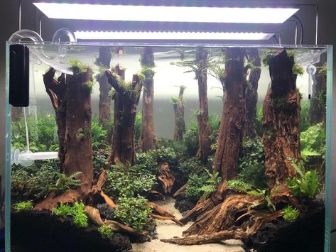 Freshwater Fish Tank Ideas | Aquascape Inspiration Aquascape Inspiration, Freshwater Fish Tank, Fish Tank Ideas, Fish Aquarium Decorations, Fish Tank Themes, Fish Tank Terrarium, Amazing Aquariums, Goldfish Tank, Cool Fish Tanks