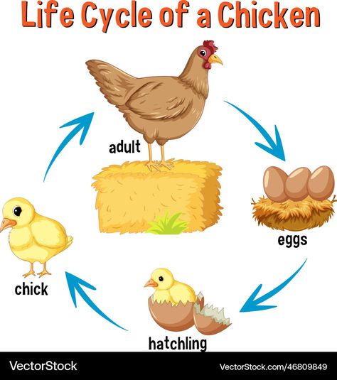 Life Cycle Of A Chicken, Life Cycles Preschool, Cycle Pictures, Chicken Life Cycle, Hatching Chickens, Chicken Vector, Chicken Illustration, Chicken Life, Living Room Design Inspiration