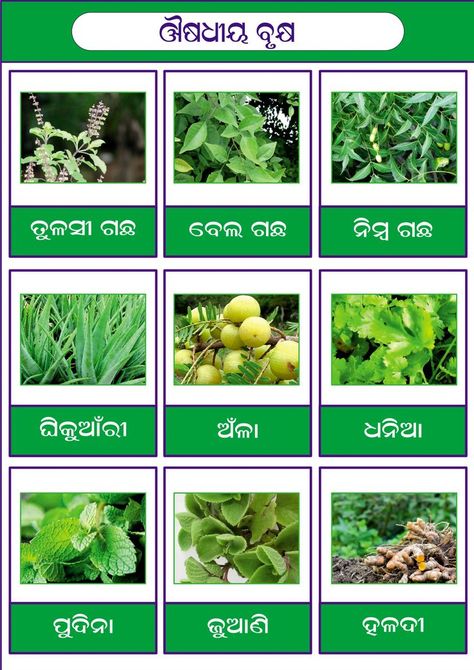 Medicine Plant Name in Odia Language, School Project, Odia Language, Grammar For Kids, Best Quran Quotes, Language School, School Project, Quran Quotes, School Projects, Grammar, Medicine