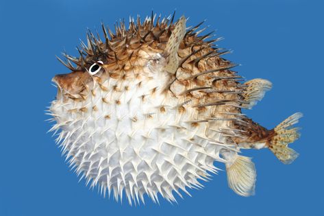 Blow fish side view. Side view of a blow fish, or porcupine fish, isolated on a , #AFFILIATE, #view, #Side, #side, #Blow, #fish #ad Puffer Fish Art, Dangerous Fish, Fish Sides, Kids Sketchbook, Ocean Friends, Clay Fish, Sea Quilt, Bawah Air, Puffer Fish