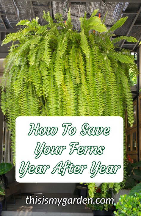 Fern Indoor Plant Decor, House Ferns Indoor Plants, Fall Ferns Porch, How To Overwinter Ferns, How To Make Ferns Grow Big, How To Keep Ferns Alive In Winter, Winterizing Ferns, Overwinter Ferns, Overwintering Ferns