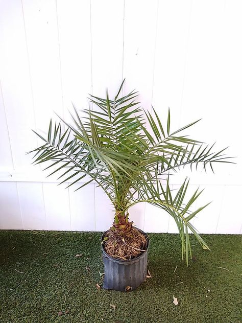 25 Types of Indoor Palms and How to Care for Them Types Of Palm Trees, Palm Tree Care, Livistona Chinensis, Indoor Palm, Palm House Plants, Indoor Palm Trees, Majesty Palm, Indoor Palms, Kentia Palm