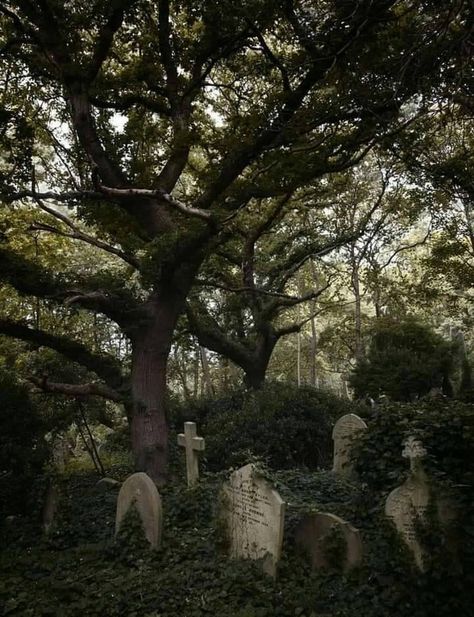 Graveyard Aesthetic, Eco Goth, Southern Gothic Aesthetic, Old Cemetery, Cemeteries Photography, Goth Gifts, Highgate Cemetery, How To Impress, Goth Witch