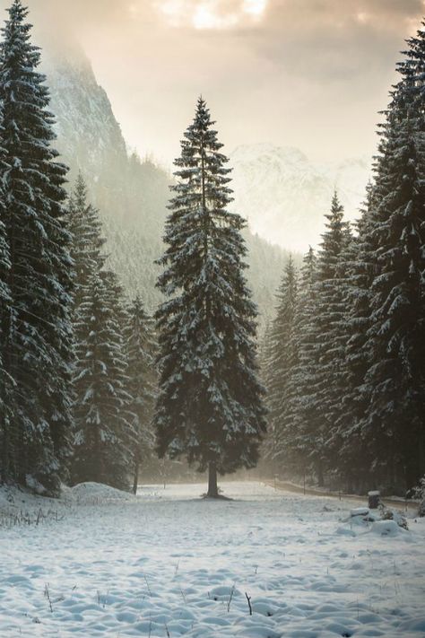 Winter Schnee, Winter Szenen, Tree Houses, Winter Magic, Winter Beauty, Tree Forest, Winter Wonder, Pine Trees, Beautiful Tree