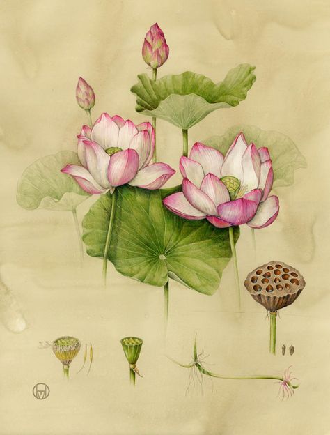 The Secret Treasure Within 'Lab Girl' Lotus Painting, Illustration Botanique, Illustration Photo, Scientific Illustration, Botanical Drawings, Art And Illustration, Arte Floral, Vintage Botanical, Water Lilies