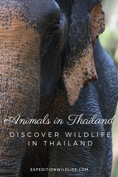 Thailand Wildlife, Round The World Trip, Round The World, Thailand Travel, Wild Animals, To Miss, Animals Wild, Thailand, The Incredibles