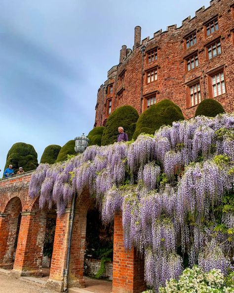 The 300 year old wisteria in the terraces of National Trusts Powis Castle in Wales Powys Castle, Powis Castle, Castles In Wales, Luxor Egypt, Beach Beauty, National Trust, Interesting Buildings, Historic Preservation, England And Scotland