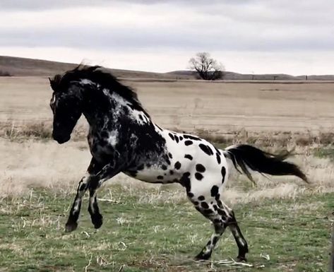 Horse Beautiful, Rare Horses, Pjo Dr, Cute Horse Pictures, Horse Coats, Horse Inspiration, Appaloosa Horse, Horse Colors, Horse Aesthetic