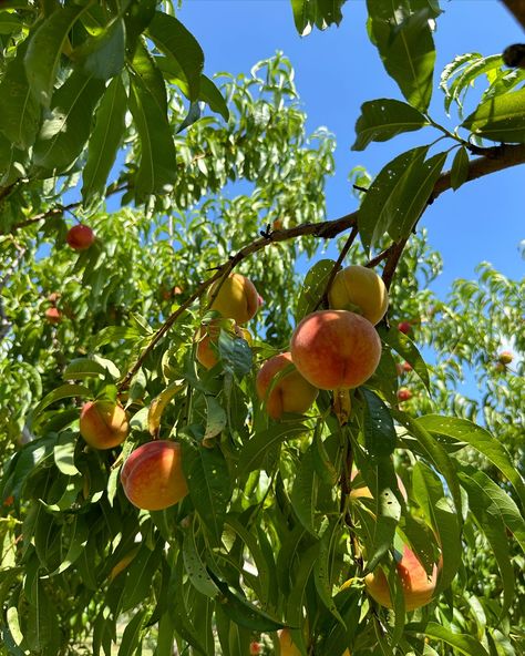 A day at the orchard🍑🌻☀️ It’s been super hot here in NJ, but that didn’t stop me from going peach picking over the weekend😅 Love doing pick-your-own activities in the summer! Visited @melickstownfarm in Califon for peach picking, and peak picking season will be the end of July into early August☺️ We even came across a few sunflowers while making our way to the peach trees🌻 Photos 1&2 by @visualsbyandrew 📸 Happy summer☀️ #njblogger #newjersey #njthingstodo #njfarms #nj #northjersey #centr... Peach Picking, Trees Photos, Peach Trees, Photo Tree, Happy Summer, The Weekend, Instagram A, The End, Sunflower