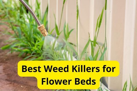 11 Best Weed Killers for Flower Beds in 2024 [Reviews] Kill Weeds, Garden Weeds, Citrus Oil, Natural Garden, Flower Bed, Bedding Plants, Pet Safe, Plant Food, Organic Gardening