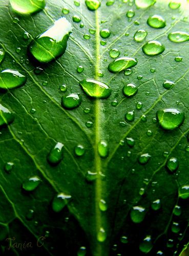 Board Inspiration, Green Collection, Water Droplets, Green Nature, Natural Forms, World Of Color, Green Leaf, Water Drops, Green Aesthetic