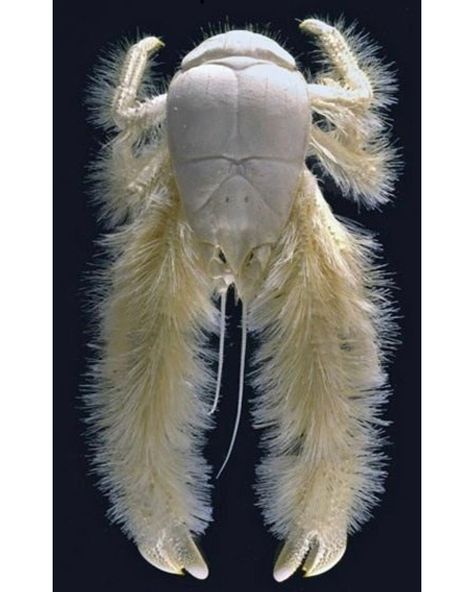 Behold the hairy guy! The Yeti Crab! (Kiwa hirsuta). Surviving by hydrothermal vents and eating dead stuff that floats on down, this squat… Strange Sea Creatures, Yeti Crab, Cool Sea Creatures, Strange Creatures, Water Creatures, Sea Crab, Abominable Snowman, Deep Sea Creatures, Beautiful Sea Creatures